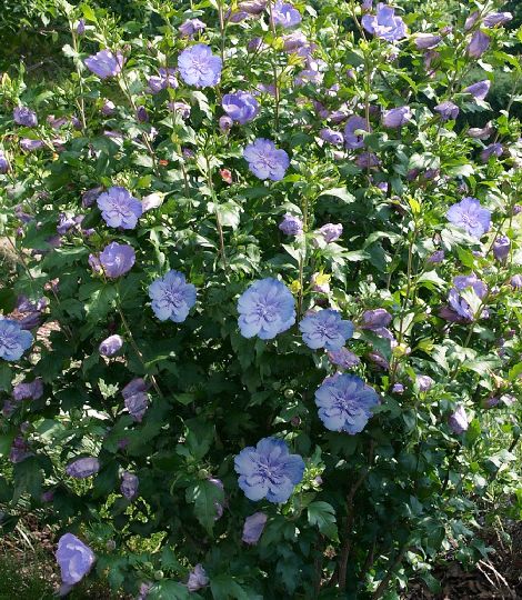Hibiscus 'Blue Chiffon' 2lit.